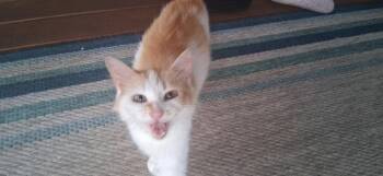 Amber -  Domestic Short Hair Cat for Adoption in Cromwell, Kentucky - Amber | PetCurious