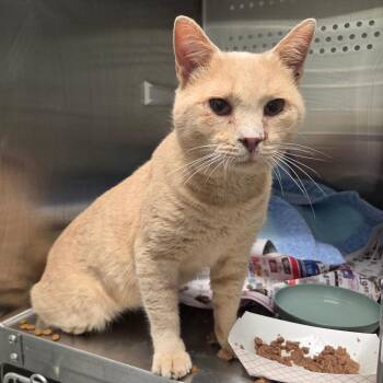 Ducati -  Domestic Short Hair Cat for Adoption in Chattanooga, Tennessee - Ducati | PetCurious