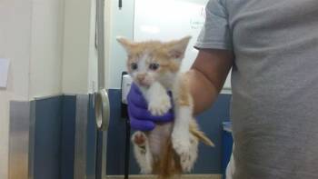 Domestic Short Hair Cats Available for Adoption - BERTHALAMULE | PetCurious