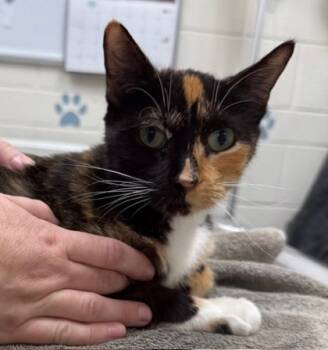 Rescue Domestic Short Hair Cats for Adoption in Columbia City, Indiana - Chigger | PetCurious