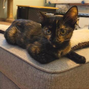 Kira -  Domestic Short Hair Cat for Adoption in Prescott, Arizona - Kira | PetCurious