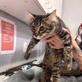 Lewis -  Domestic Short Hair Cat for Adoption in Spokane, Washington - Lewis | PetCurious