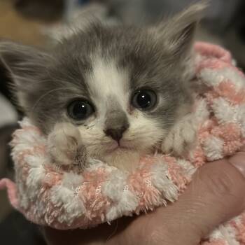 Rescue Domestic Long Hair Cats for Adoption in Woodstock, Virginia - Lola Lichens | PetCurious