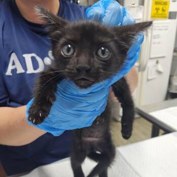 Rudy -  Domestic Short Hair Cat for Adoption in Summerville, South Carolina - Rudy | PetCurious