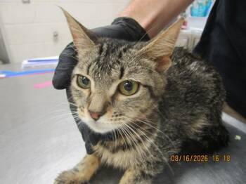 (713) -  Domestic Short Hair Cat for Adoption in Marietta, Georgia - (713) | PetCurious