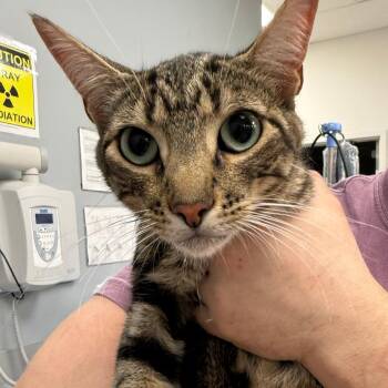 Ashley "Ashy Slashy" El Jefe, Slayer of Evil -  Domestic Short Hair Cat for Adoption in Bloomington, Illinois - Ashley "Ashy Slashy" El Jefe, Slayer Of Evil | PetCurious