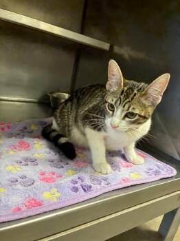 Olive -  Domestic Short Hair Cat for Adoption in Bossier City, Louisiana - Olive | PetCurious