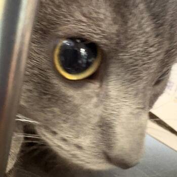 Domestic Short Hair Cats Available for Adoption in Brockton, Massachusetts - Ace | PetCurious