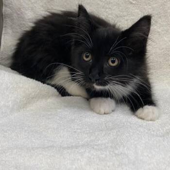 Rescue Domestic Short Hair Cats for Adoption in Hawthorne, California - Ruby | PetCurious