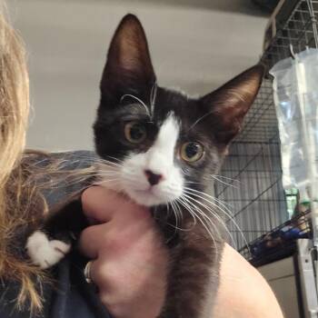 Hillary -  Domestic Short Hair Cat for Adoption in Spokane, Washington - Hillary | PetCurious