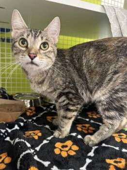 Chirp -  Domestic Short Hair Cat for Adoption in Honolulu, Hawaii - Chirp | PetCurious