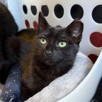 Lenore -  Domestic Short Hair Cat for Adoption in Los Angeles, California - Lenore | PetCurious