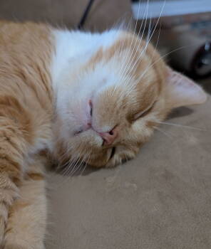 Rescue Domestic Short Hair Cats for Adoption in Cincinnati, Ohio - Pringle (TSNP) | PetCurious