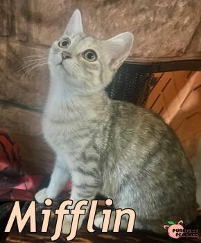 Rescue Domestic Short Hair Cats for Adoption in Douglasville, Georgia - Mifflin | PetCurious