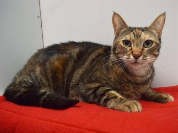 CALLIE -  Domestic Short Hair Cat for Adoption in Sacramento, California - CALLIE | PetCurious