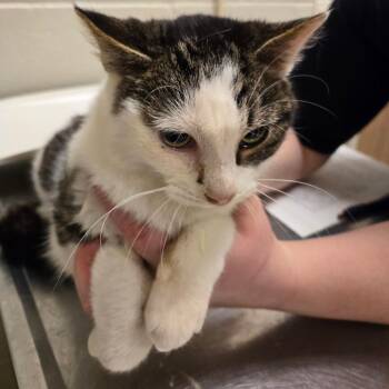 Domestic Short Hair Cats Available for Adoption - Barnaby | PetCurious