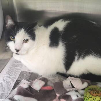 Domestic Short Hair Cats Available for Adoption - Panda | PetCurious