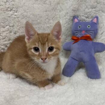 Domestic Short Hair Cats Available for Adoption in Seneca, South Carolina - Waylon $75 At Petsmart Seneca | PetCurious