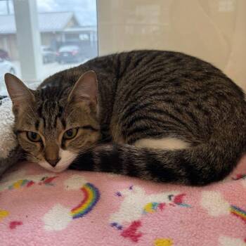 Domestic Short Hair Cats Available for Adoption in Beaumont, Texas - Cookie | PetCurious