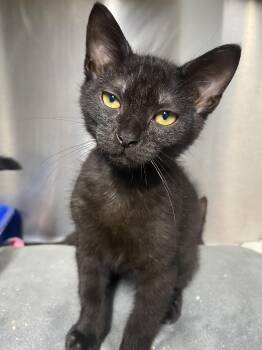 Jason -  Domestic Short Hair Cat for Adoption in Spencer, Indiana - Jason | PetCurious