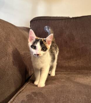 Aspen -  Calico and Domestic Short Hair Cat for Adoption in Georgetown, Kentucky - Aspen | PetCurious