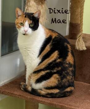 Rescue Domestic Short Hair Cats for Adoption in Pawleys Island, South Carolina - Dixie Mae | PetCurious