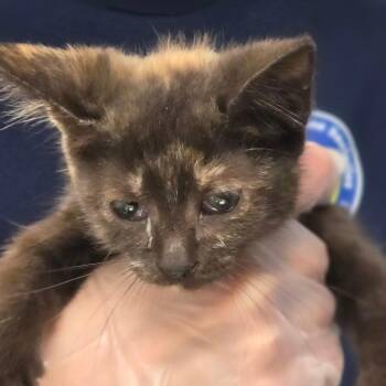 Rachel -  Domestic Short Hair Cat for Adoption in Newark, New Jersey - Rachel | PetCurious