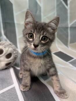 261234  Charleston -  Domestic Short Hair Cat for Adoption in Wetumpka, Alabama - 261234  Charleston | PetCurious