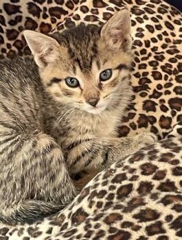 Rescue Domestic Short Hair Cats for Adoption in Hawthorne, New Jersey - Lyra | PetCurious