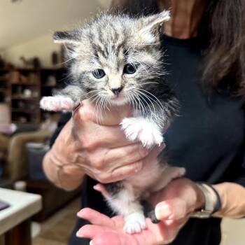 Domestic Medium Hair and Maine Coon Cats Available for Adoption in Long Beach, California - SOLO KITTY- Felix | PetCurious