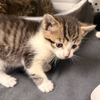 Bink -  Domestic Short Hair Cat for Adoption in Indianapolis, Indiana - Bink | PetCurious
