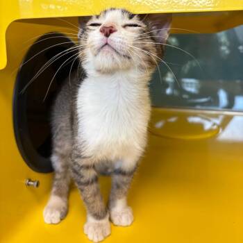 Street Sweeper -  Domestic Short Hair Cat for Adoption in Abilene, Texas - Street Sweeper | PetCurious