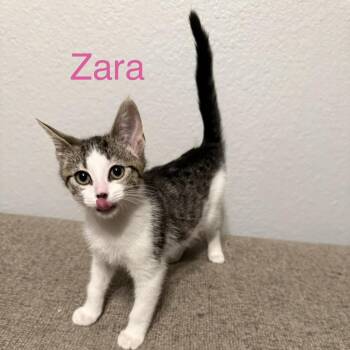 Zara -  Domestic Short Hair Cat for Adoption in Carmel, Indiana - Zara | PetCurious