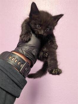 61159064 -  Domestic Short Hair Cat for Adoption in El Paso, Texas - 61159064 | PetCurious