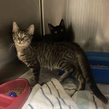 Rescue Domestic Short Hair Cats for Adoption in Galveston, Texas - Rikki | PetCurious