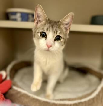 Rescue Domestic Short Hair Cats for Adoption in New Rochelle, New York - Lucky | PetCurious