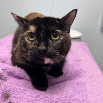 Domestic Short Hair Cats Available for Adoption - Pepper | PetCurious