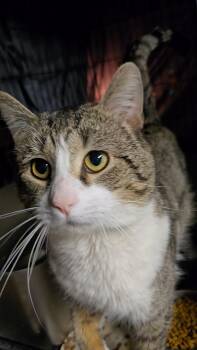 Acorn -  Domestic Short Hair Cat Available for Adoption in Kenhorst, Pennsylvania - Acorn | PetCurious
