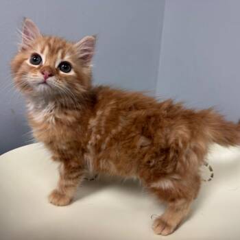 Water Mister 6669 -  Domestic Short Hair Cat for Adoption in Columbus, Georgia - Water Mister 6669 | PetCurious