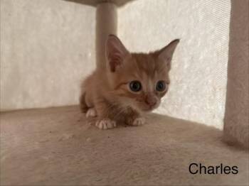 CHARLES -  Domestic Short Hair Cat for Adoption in Ocala, Florida - CHARLES | PetCurious