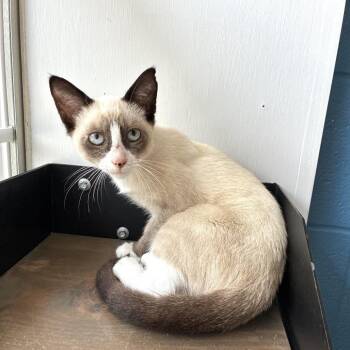 Lip Flip -  Domestic Short Hair Cat for Adoption in Carencro, Louisiana - Lip Flip | PetCurious