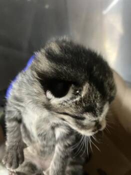 Rescue Domestic Long Hair Cats for Adoption in Dallas, Texas - OLIVER | PetCurious