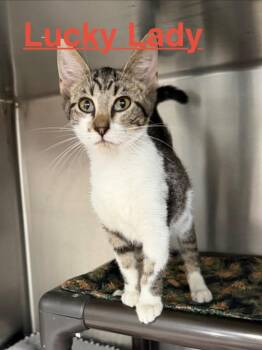 Lucky Lady 26 -  Tabby and Domestic Short Hair Cat for Adoption in Brookhaven, Mississippi - Lucky Lady 26 | PetCurious
