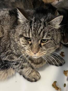 Rescue Domestic Short Hair Cats for Adoption in Westminster, Maryland - STRIPERS | PetCurious