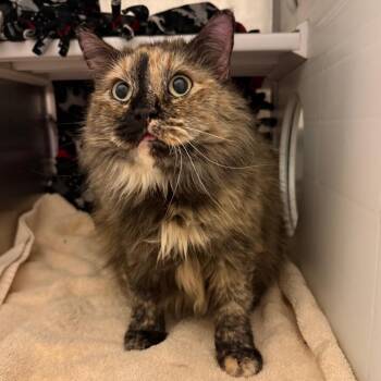 Domestic Long Hair Cats Available for Adoption in Council Bluffs, Iowa - Crimson | PetCurious