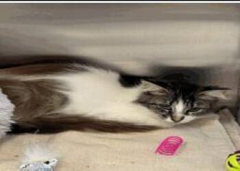 Sheri -  Domestic Short Hair Cat for Adoption in Daytona Beach, Florida - Sheri | PetCurious