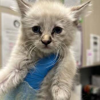 Domestic Short Hair Cats Available for Adoption - PARIS | PetCurious