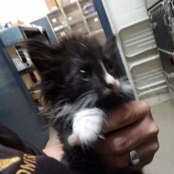 Ren -  Domestic Long Hair Cat for Adoption in New York, New York - Ren | PetCurious