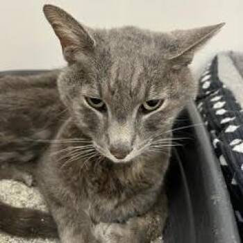 Arnold--Senior Dude Comes With Vet Care Support for Life -  Tabby Cat for Adoption in Green Valley, Arizona - Arnold--Senior Dude Comes With Vet Care Support For Life | PetCurious