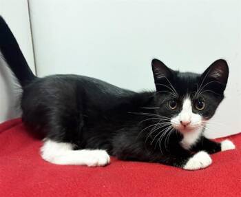 KHRISSA -  Domestic Short Hair Cat for Adoption in Sacramento, California - KHRISSA | PetCurious